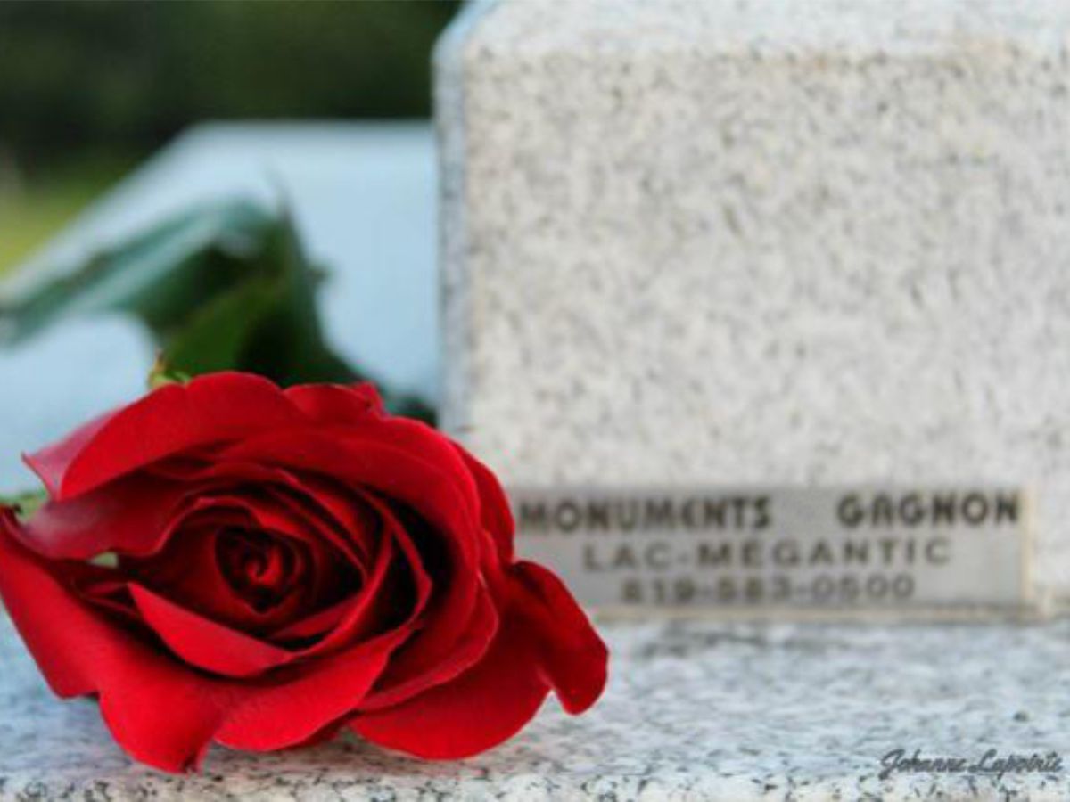 Photo rose Johanne Lapointe